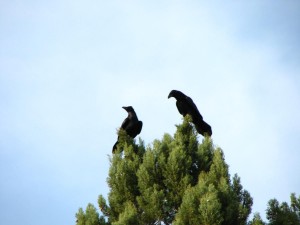 Crows1